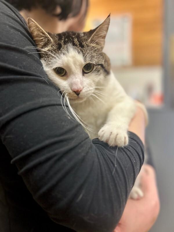 Paul, Adoptable, Adult Male Domestic Short Hair.
