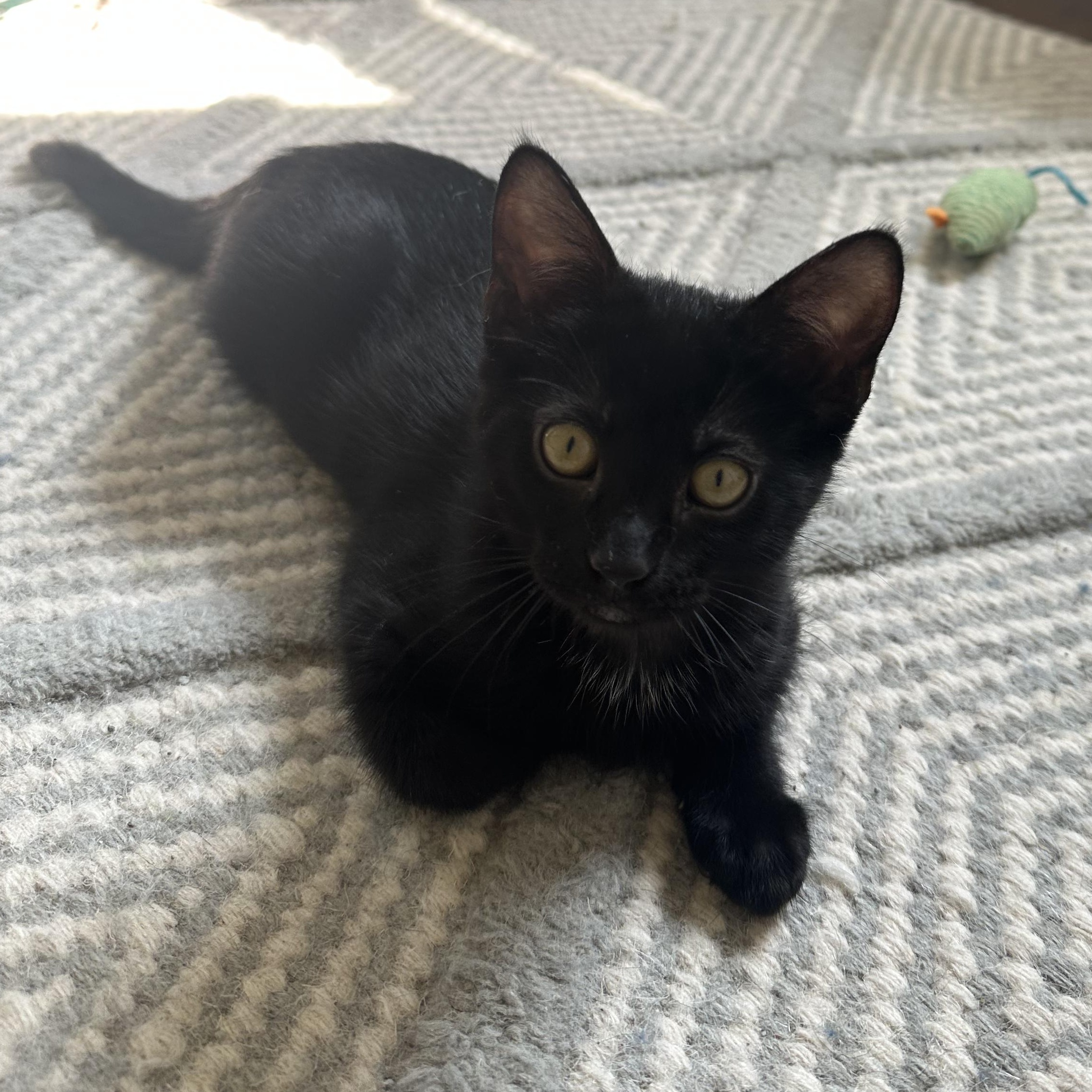 Enlarge Frankie, a Adoptable Domestic Short Hair in Cosby, TN image 4/5