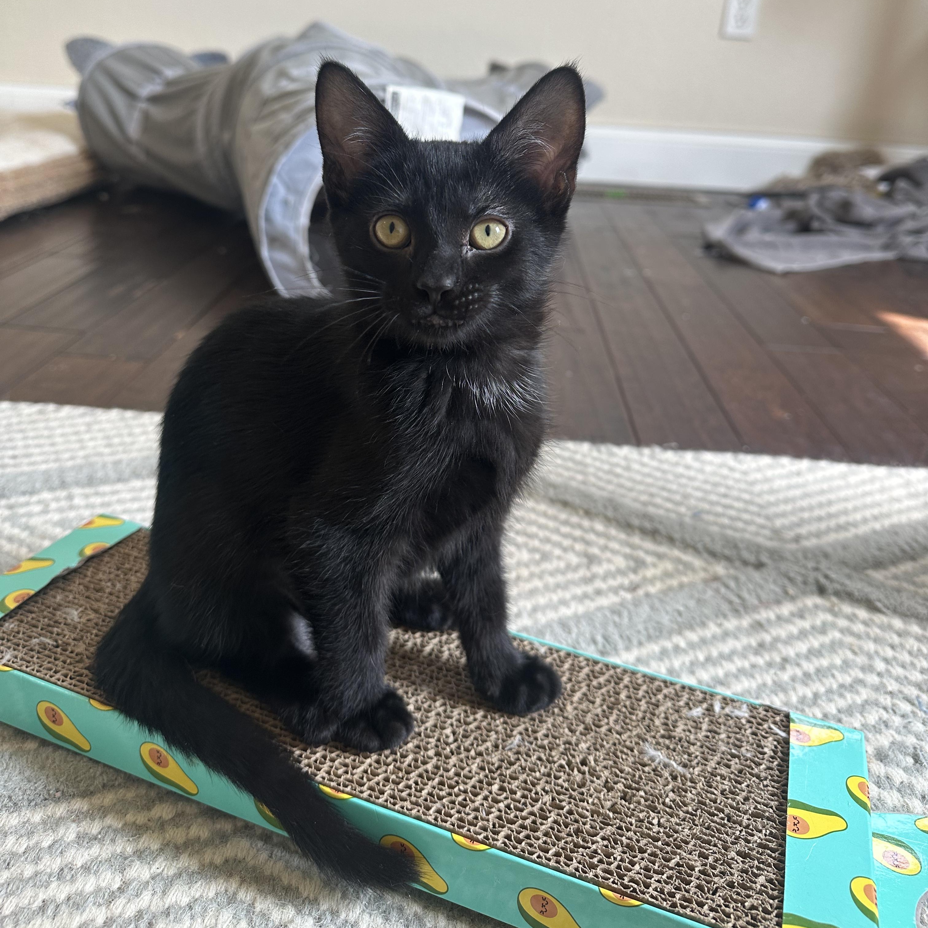 Enlarge Frankie, a Adoptable Domestic Short Hair in Cosby, TN image 1/5