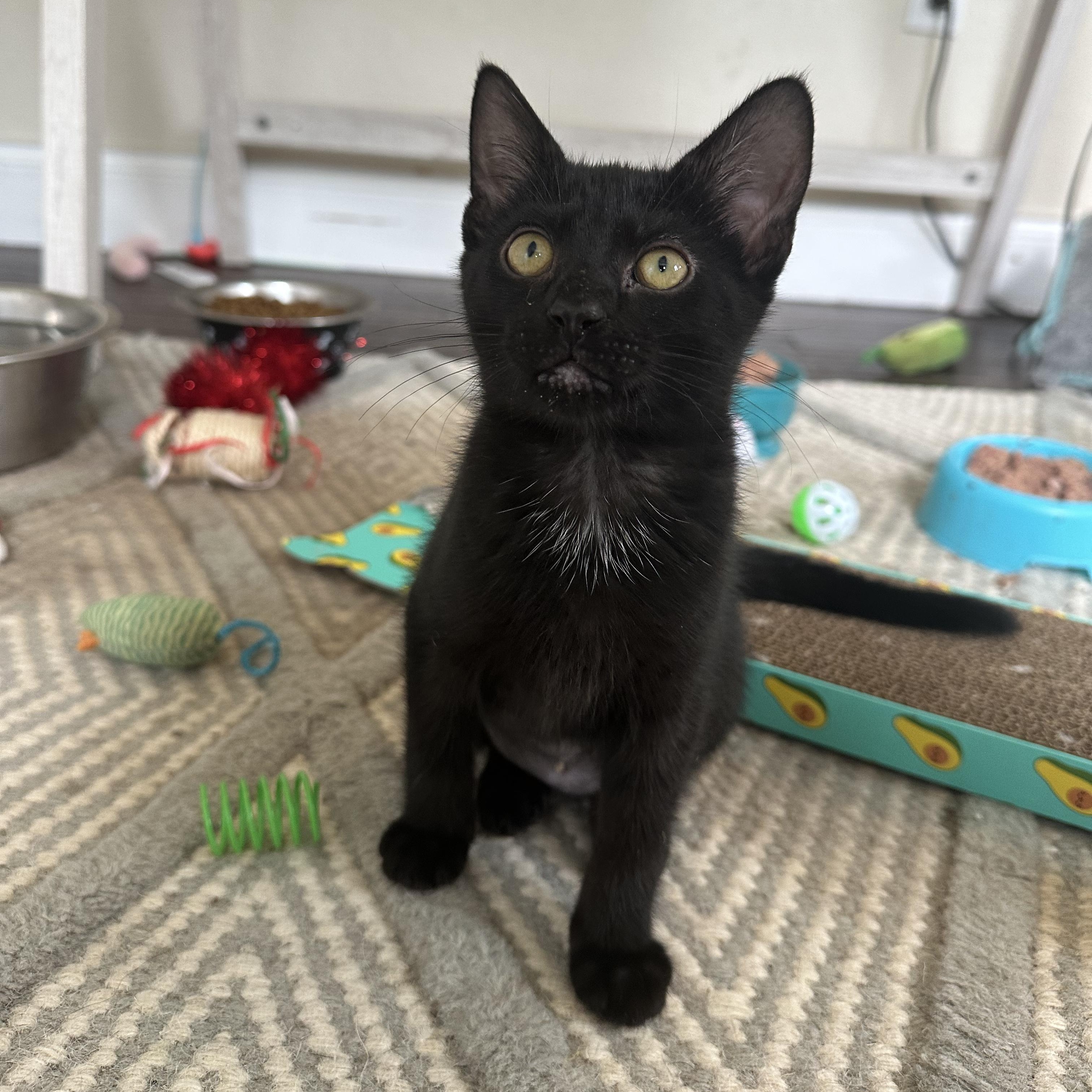 Enlarge Frankie, a Adoptable Domestic Short Hair in Cosby, TN image 2/5