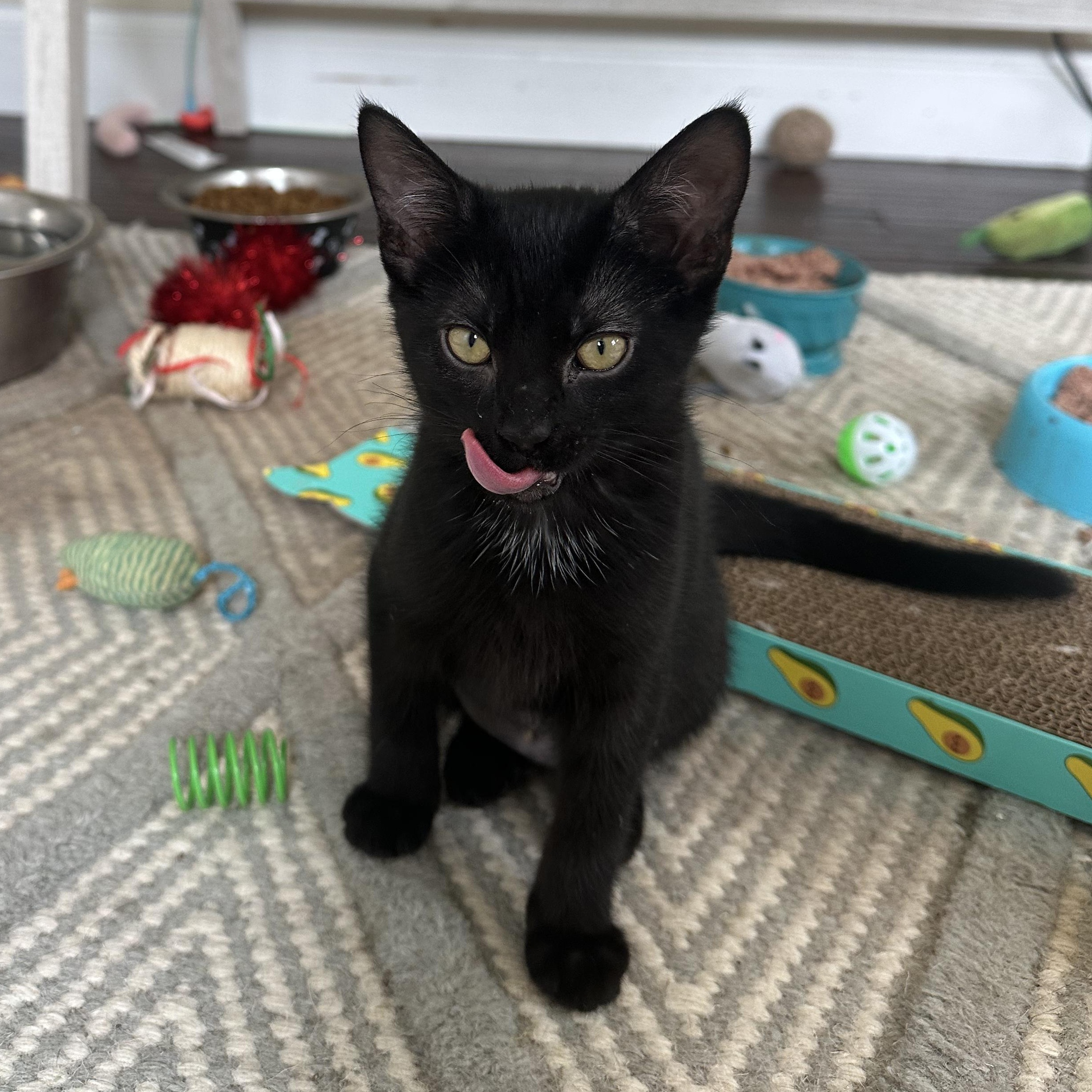 Enlarge Frankie, a Adoptable Domestic Short Hair in Cosby, TN image 3/5