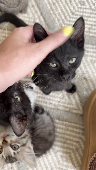 Enlarge Frankie, a Adoptable Domestic Short Hair in Cosby, TN video 5/5