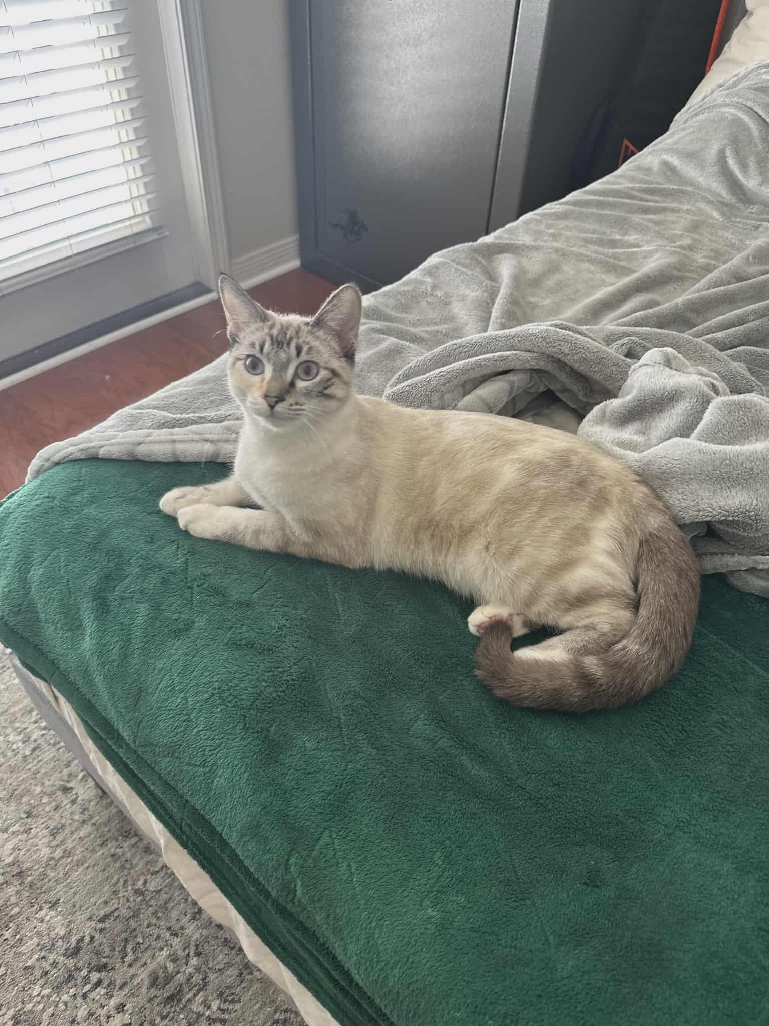 Enlarge Lila, a Adoptable mixed breed in Milwaukee, WI image 2/3