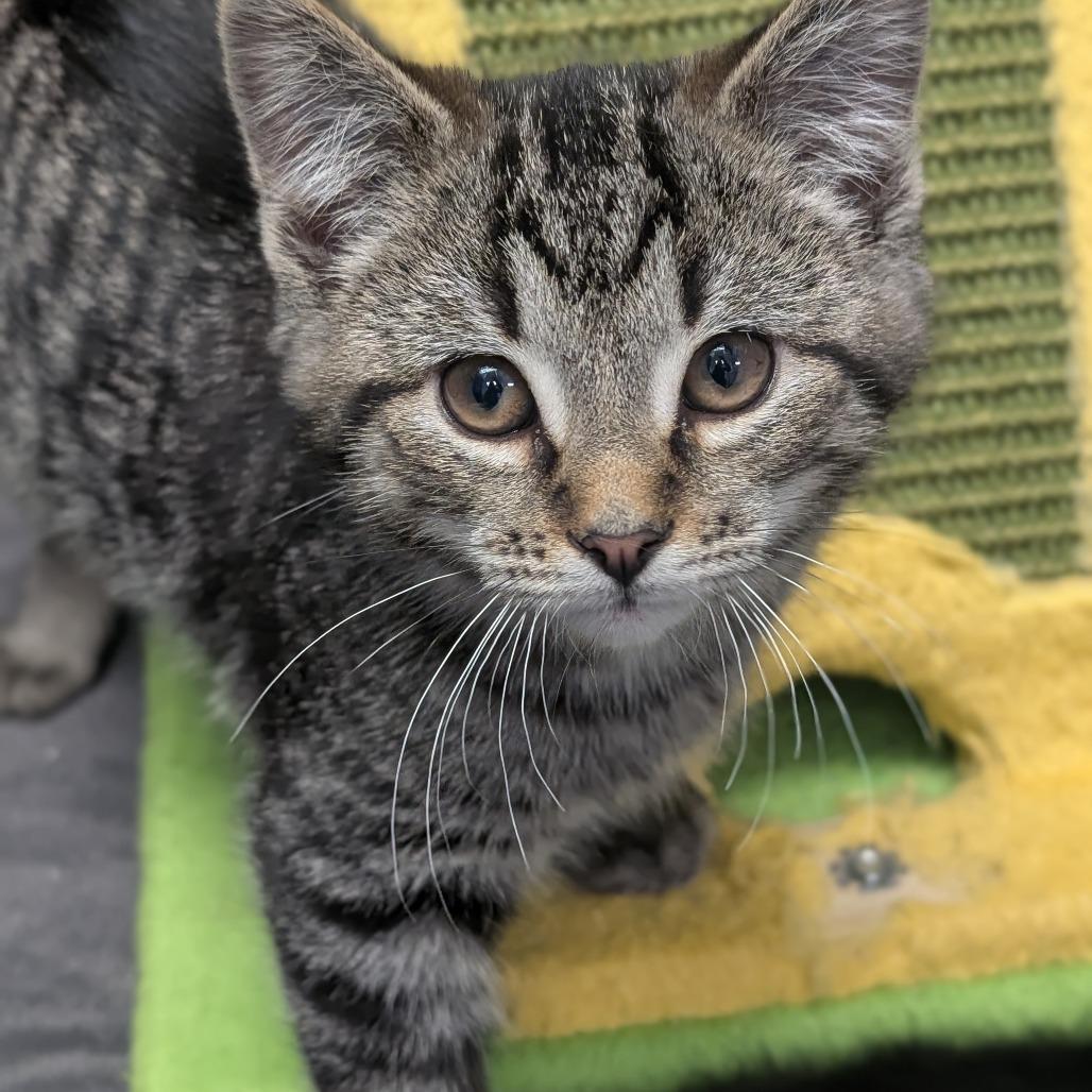 Piglet, Adoptable, Kitten Male Domestic Short Hair.