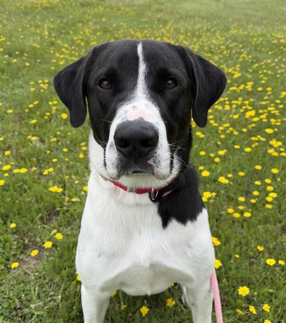 OLIVER, Adoptable, Young Male Anatolian Shepherd & Mixed Breed.