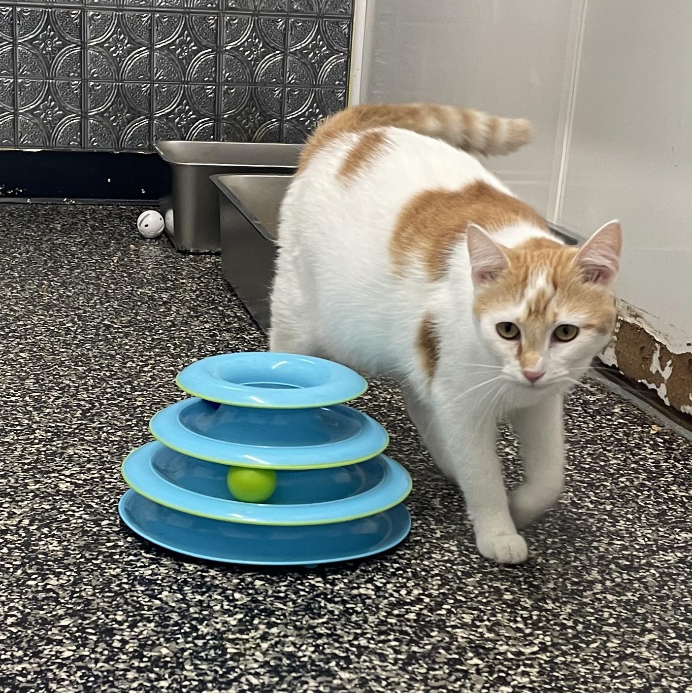 Enlarge Check Fraud Cheryl, a ADOPTABLE American Shorthair in McKenzie, TN image 2/2
