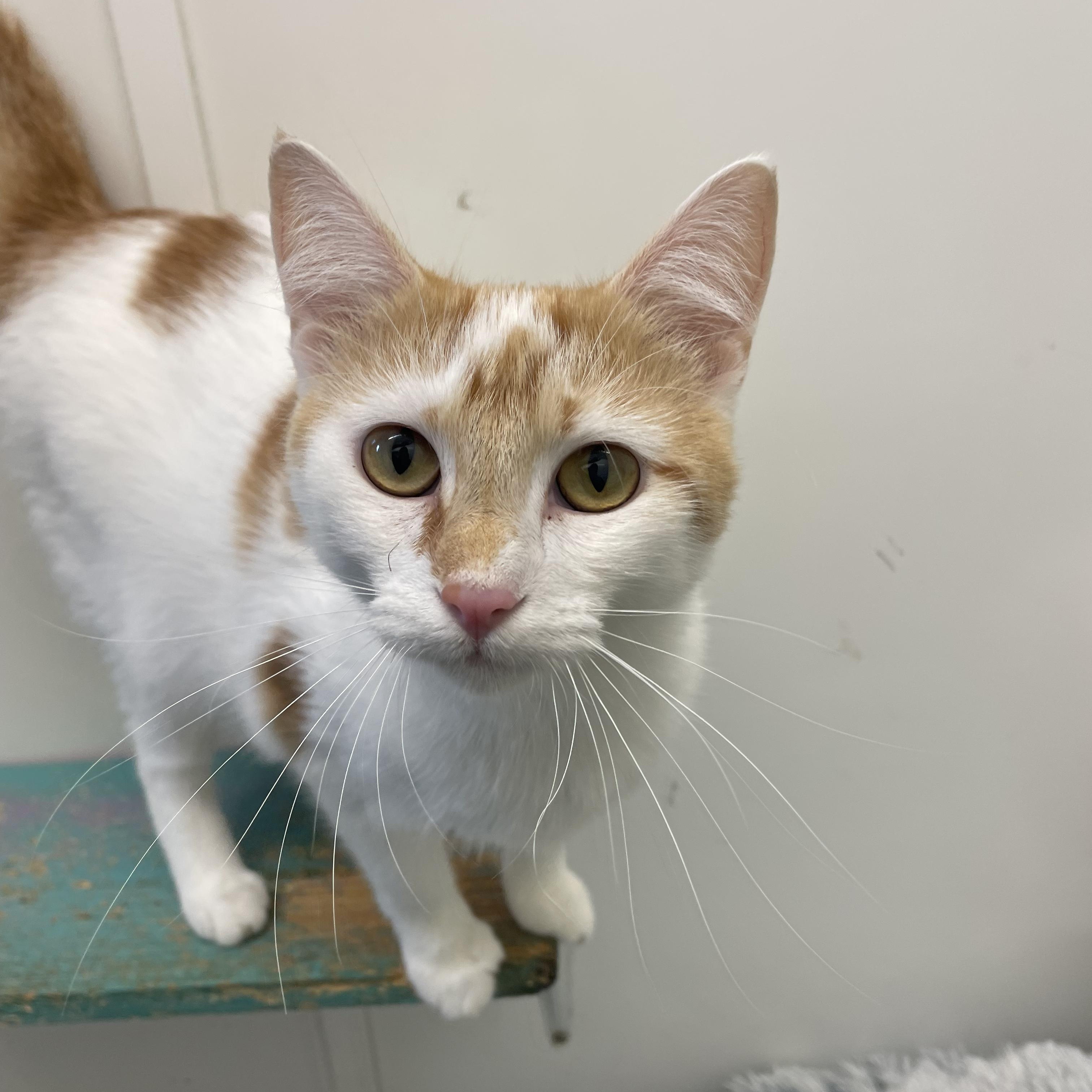 Enlarge Check Fraud Cheryl, a ADOPTABLE American Shorthair in McKenzie, TN image 1/2