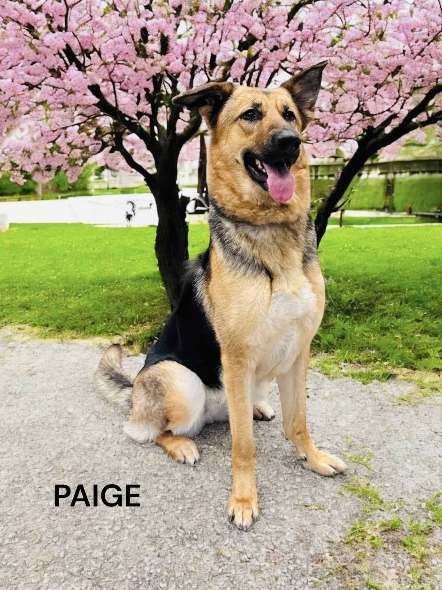 Paige, Adult Female German Shepherd Dog