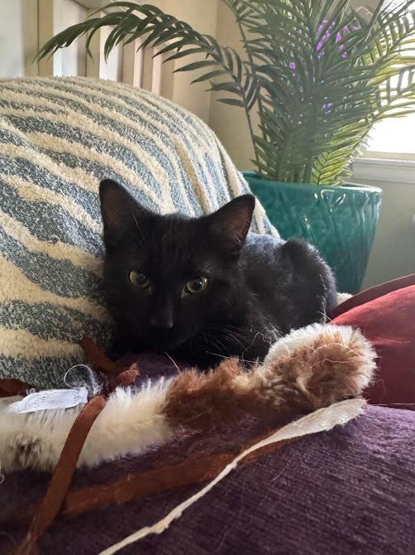 Mia Hamm, Adoptable, Young Female Domestic Short Hair.