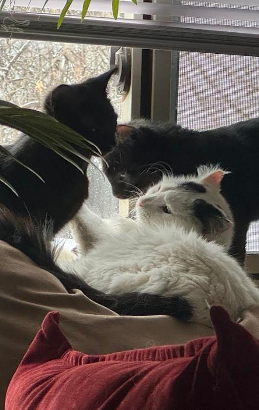 Enlarge Mia Hamm, a Adoptable Domestic Short Hair in Fort Collins, CO image 2/6