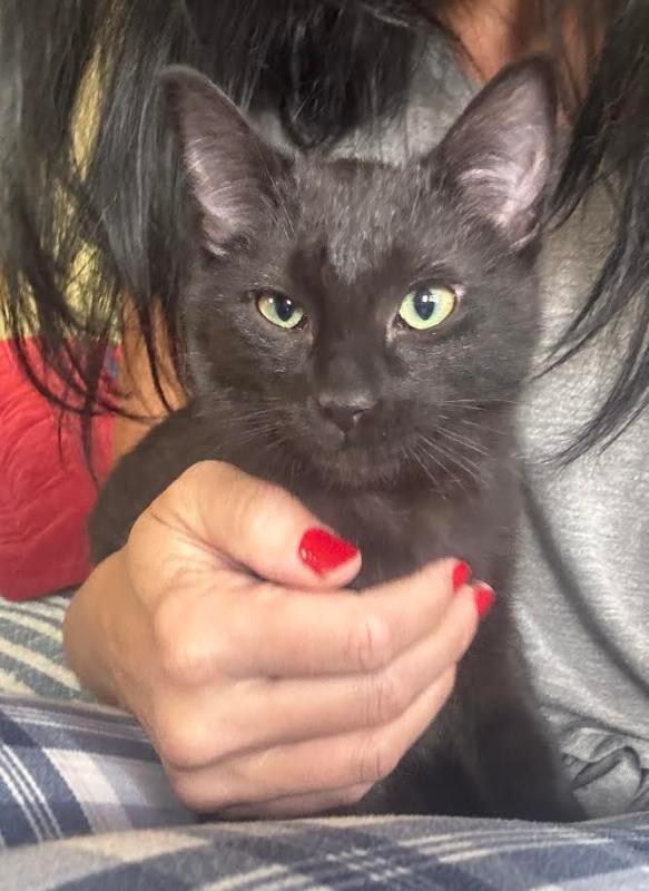 Enlarge Mia Hamm, a Adoptable Domestic Short Hair in Fort Collins, CO image 3/6