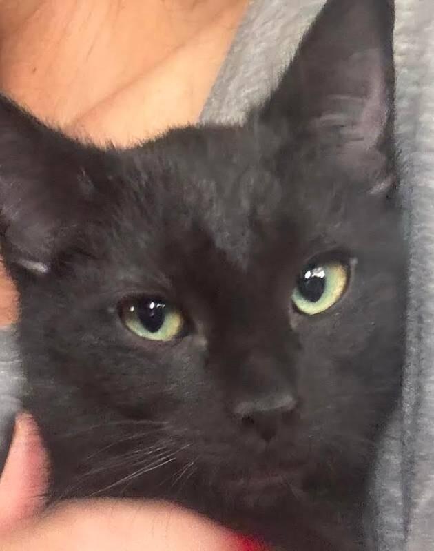 Enlarge Mia Hamm, a Adoptable Domestic Short Hair in Fort Collins, CO image 5/6