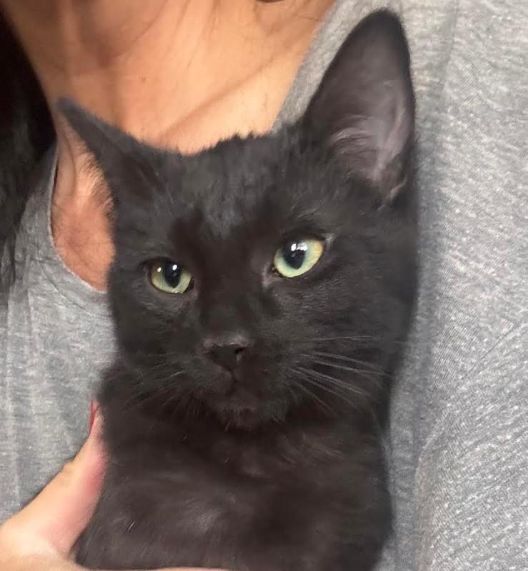 Enlarge Mia Hamm, a Adoptable Domestic Short Hair in Fort Collins, CO image 6/6