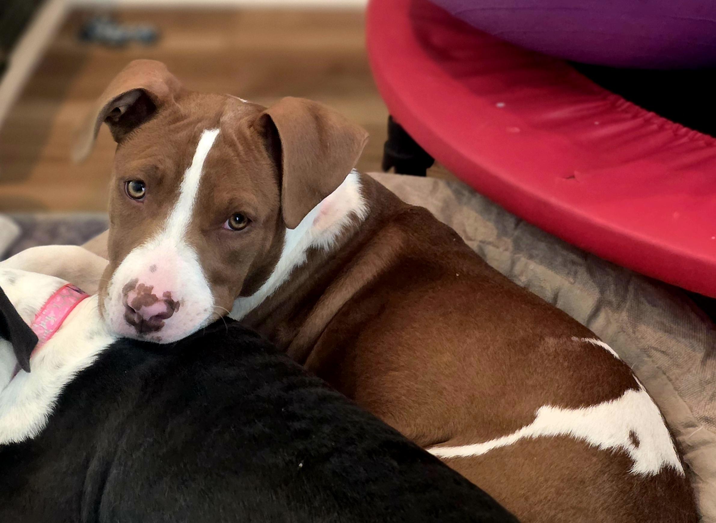 Enlarge Porche, an adopted mixed breed in Blue Bell, PA image 6/6