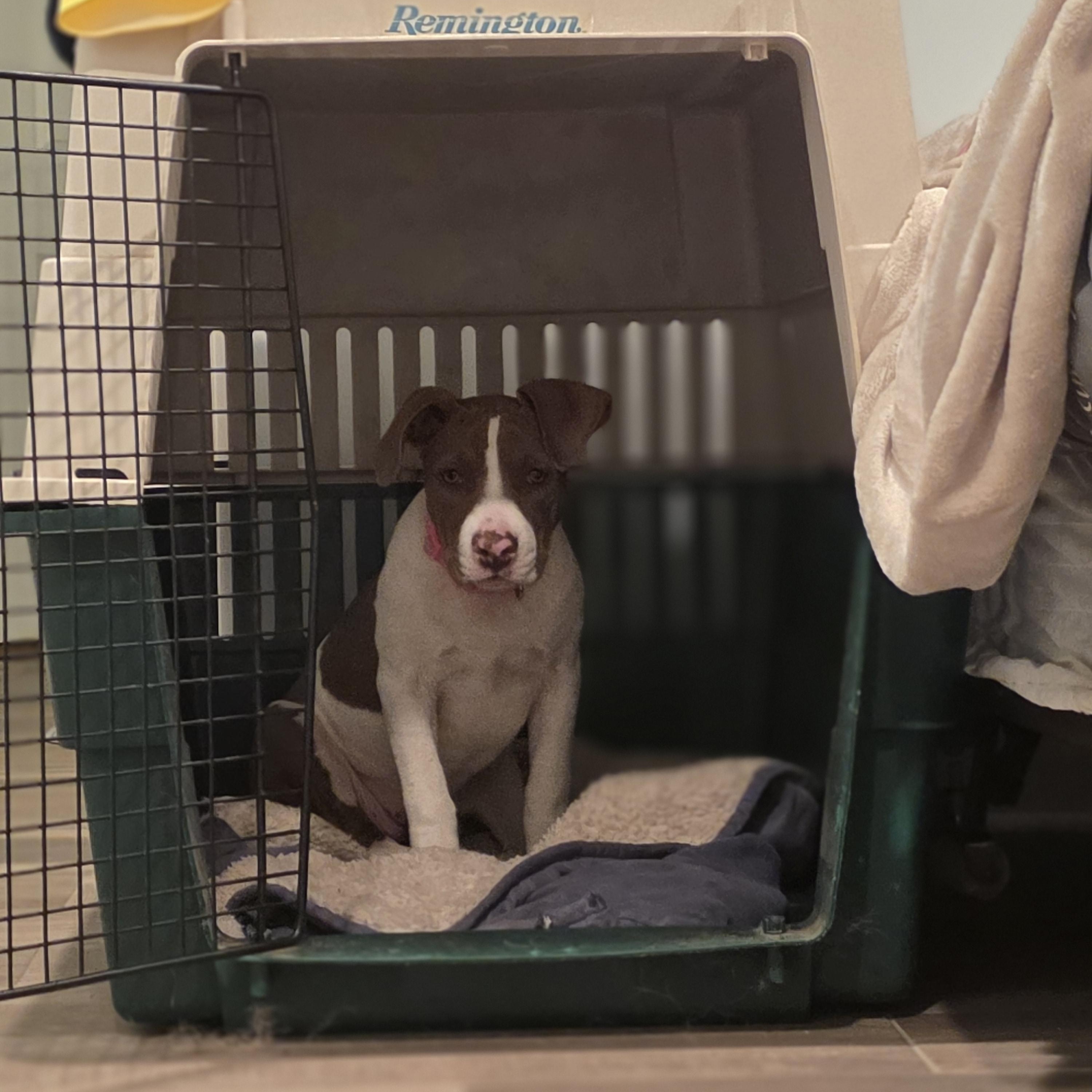 Enlarge Porche, an adopted mixed breed in Blue Bell, PA image 4/6