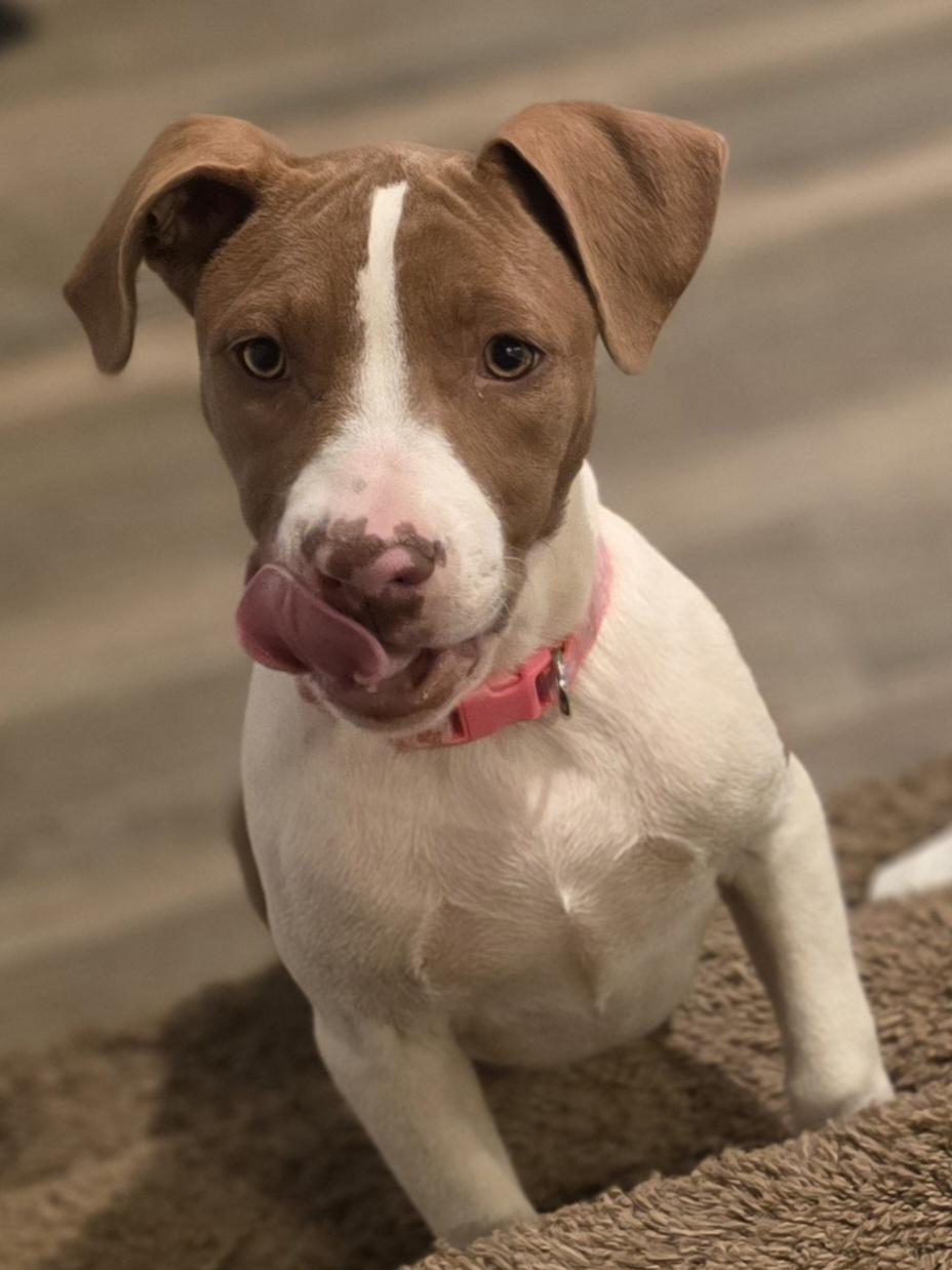 Porche, adopted, Puppy Female Pit Bull Terrier.