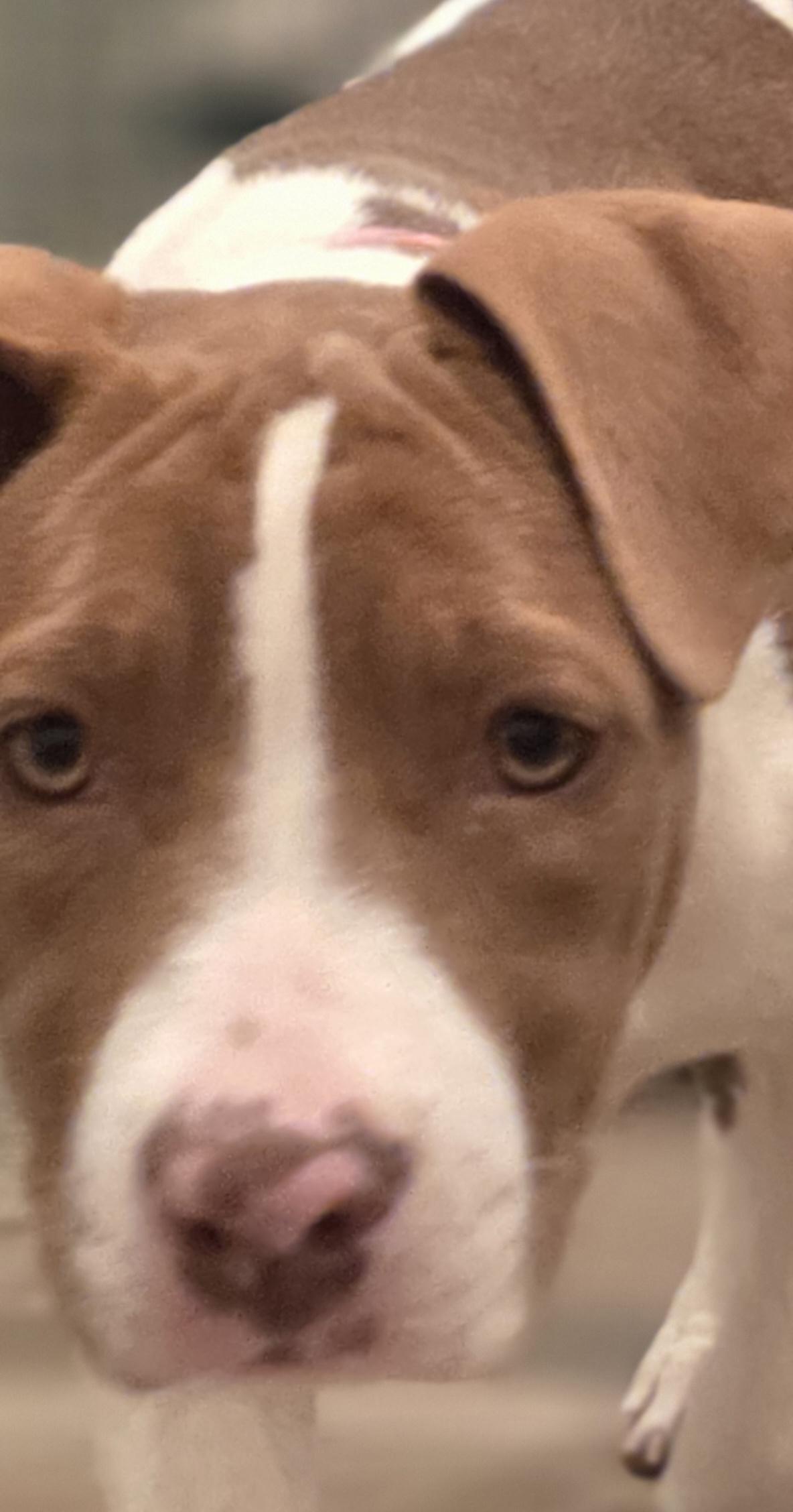 Enlarge Porche, an adopted mixed breed in Blue Bell, PA image 2/6