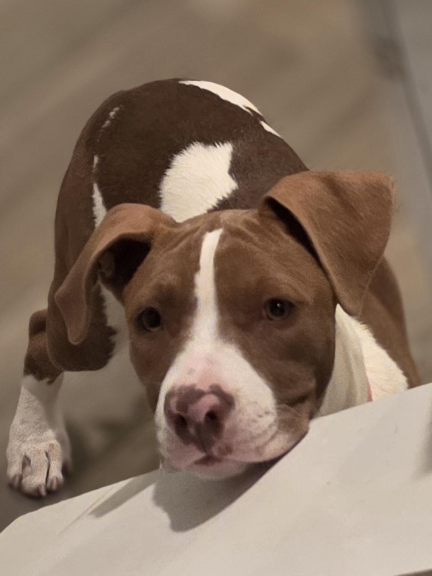 Enlarge Porche, an adopted mixed breed in Blue Bell, PA image 5/6