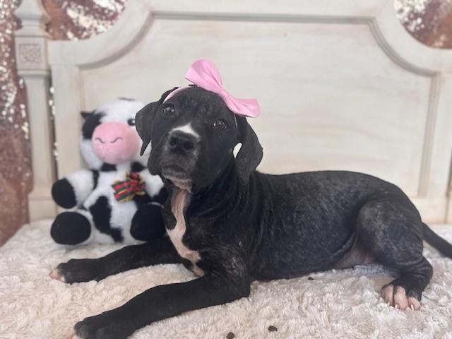 Enlarge MANGO, a Adoptable mixed breed in Fairfield, CA image 1/1