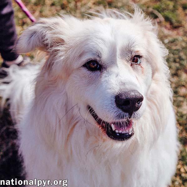 Maggie Magoo in CT - Loving, Playful & Goofy