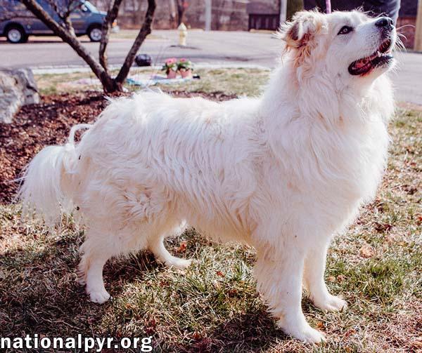 Maggie Magoo in CT - Loving, Playful & Goofy