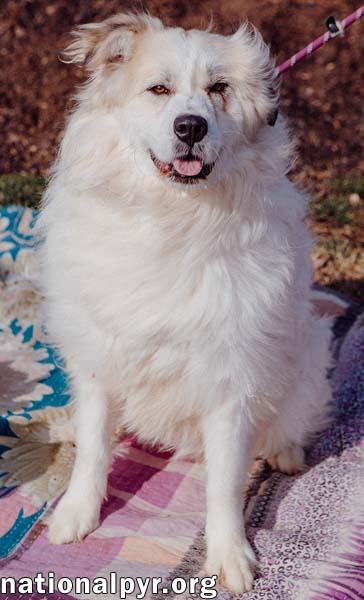 Maggie Magoo in CT - Loving, Playful & Goofy