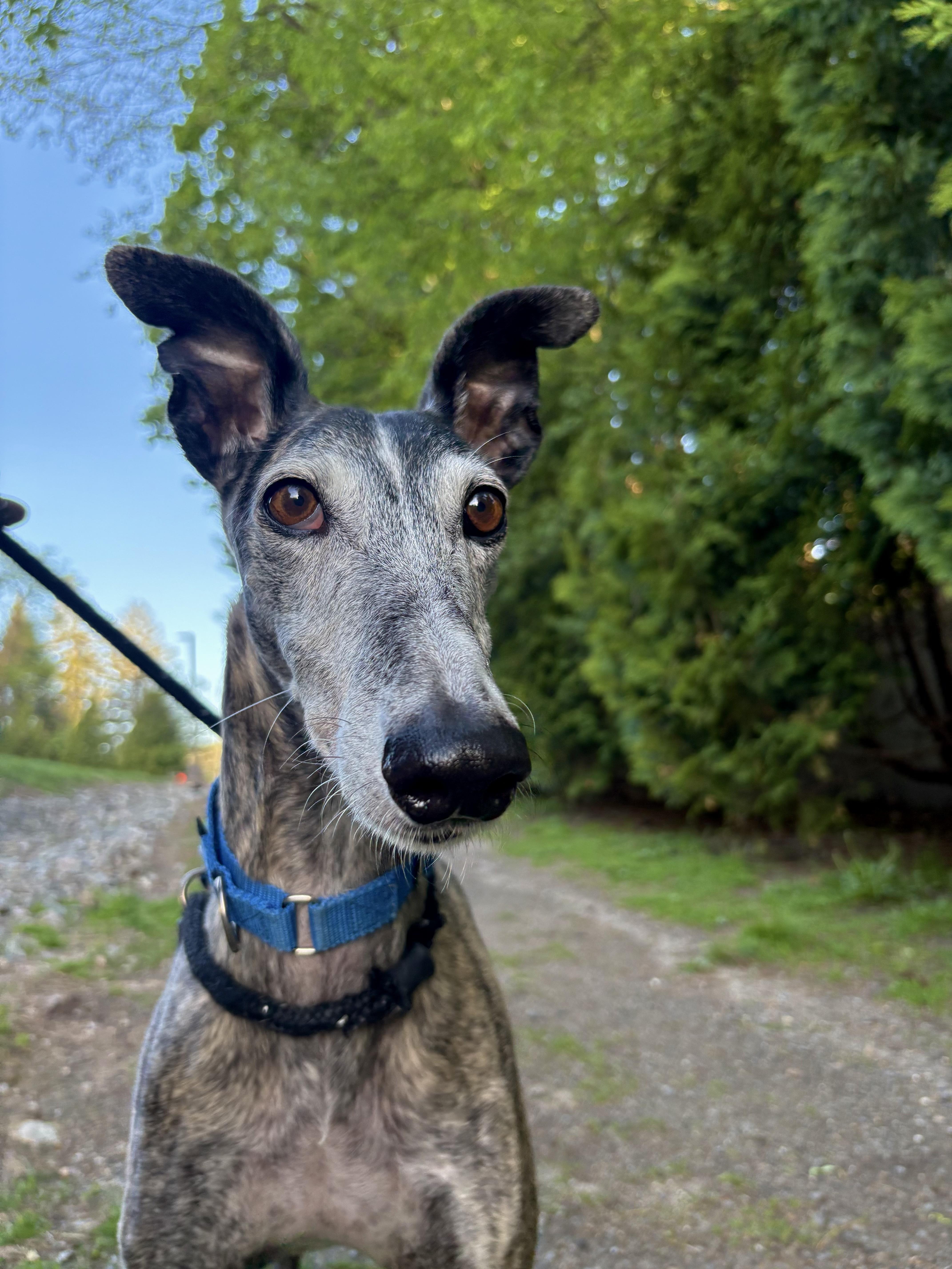 Enlarge Louie, a Adoptable mixed breed in Swanzey, NH image 3/5