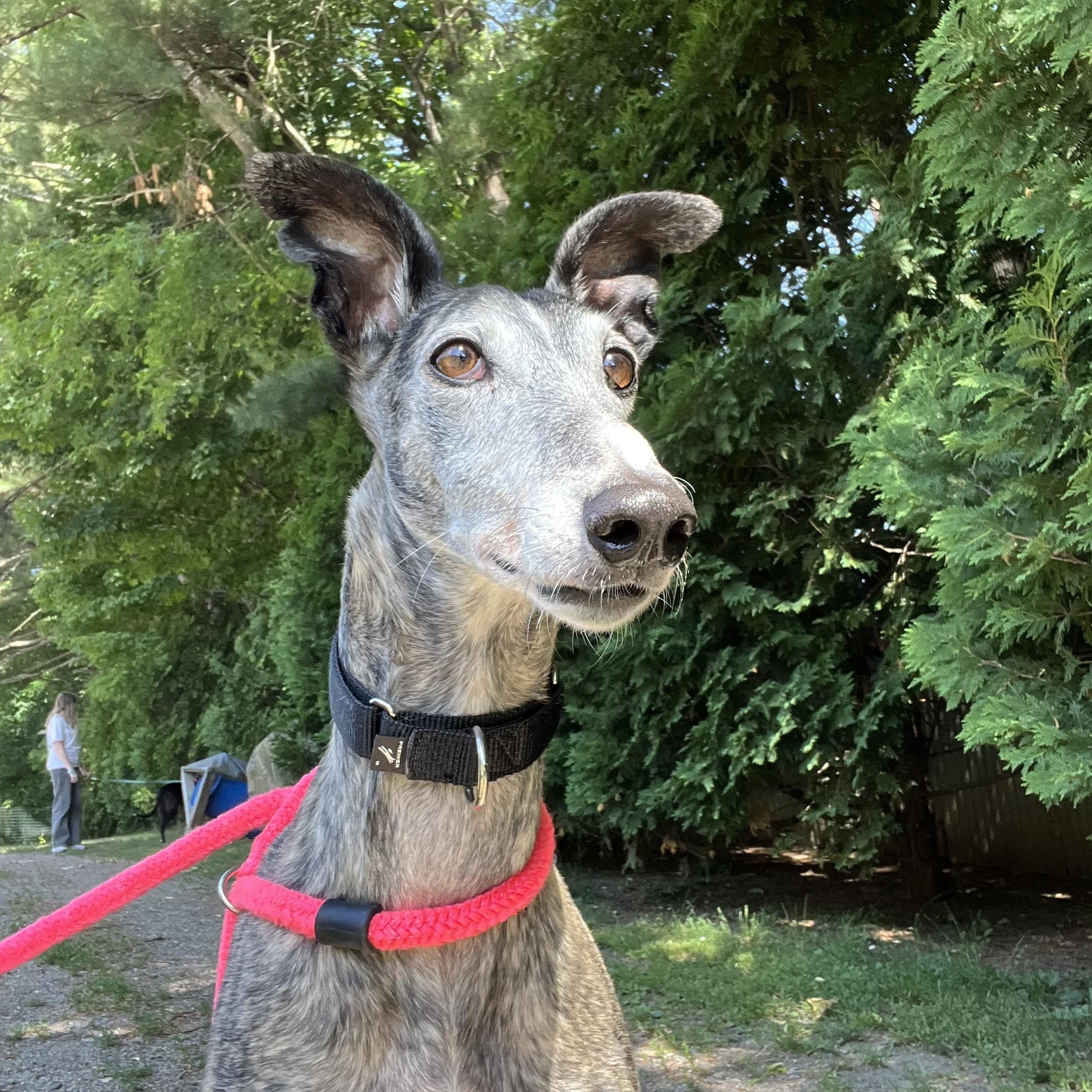Enlarge Louie, a Adoptable mixed breed in Swanzey, NH image 2/5