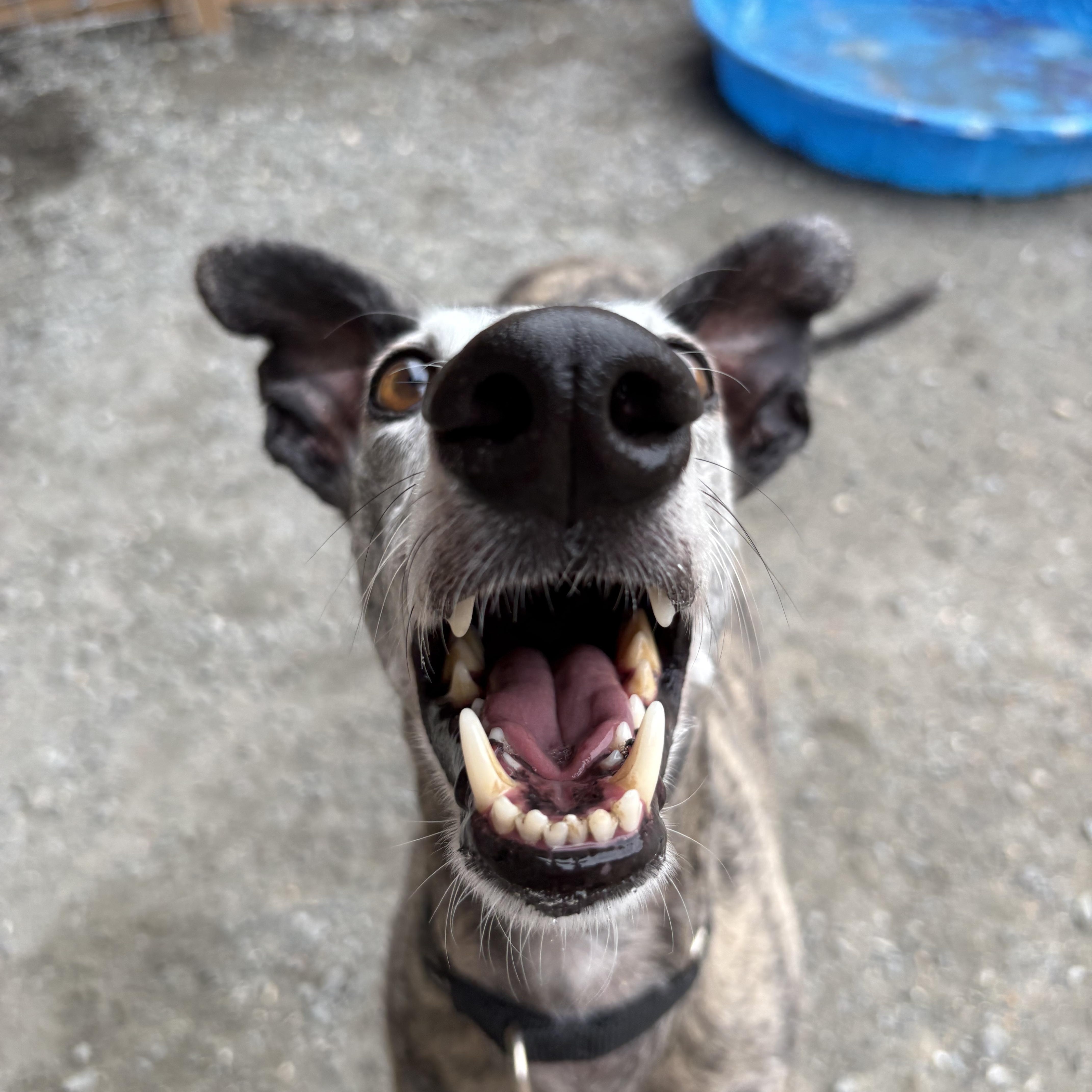Enlarge Louie, a Adoptable mixed breed in Swanzey, NH image 4/5