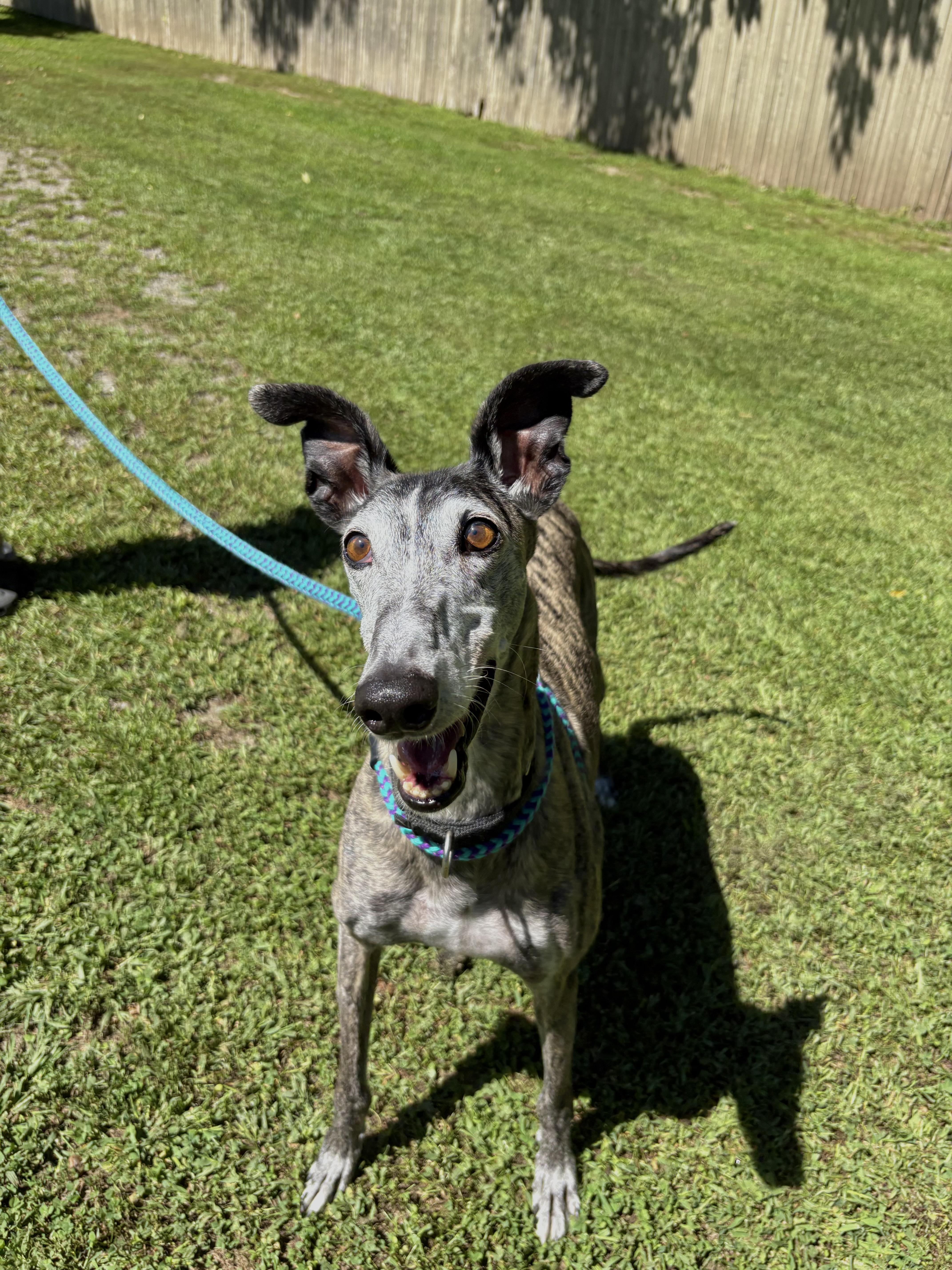 Louie, Adoptable, Adult Male Galgo Spanish Greyhound.