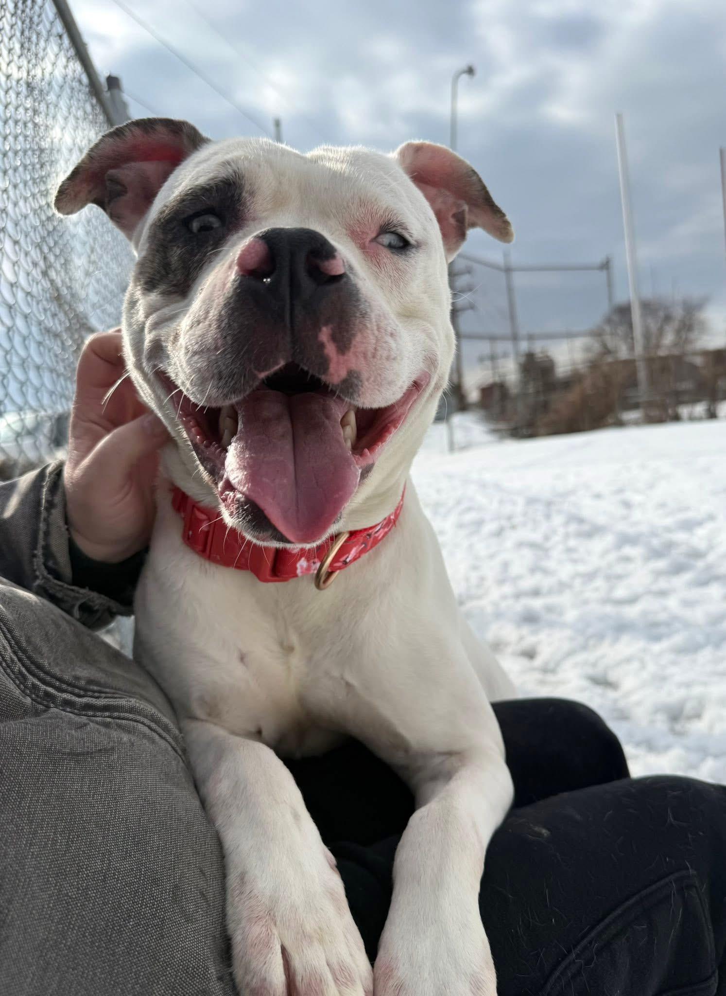 Enlarge Luna, an adopted mixed breed in Cohoes, NY image 1/6