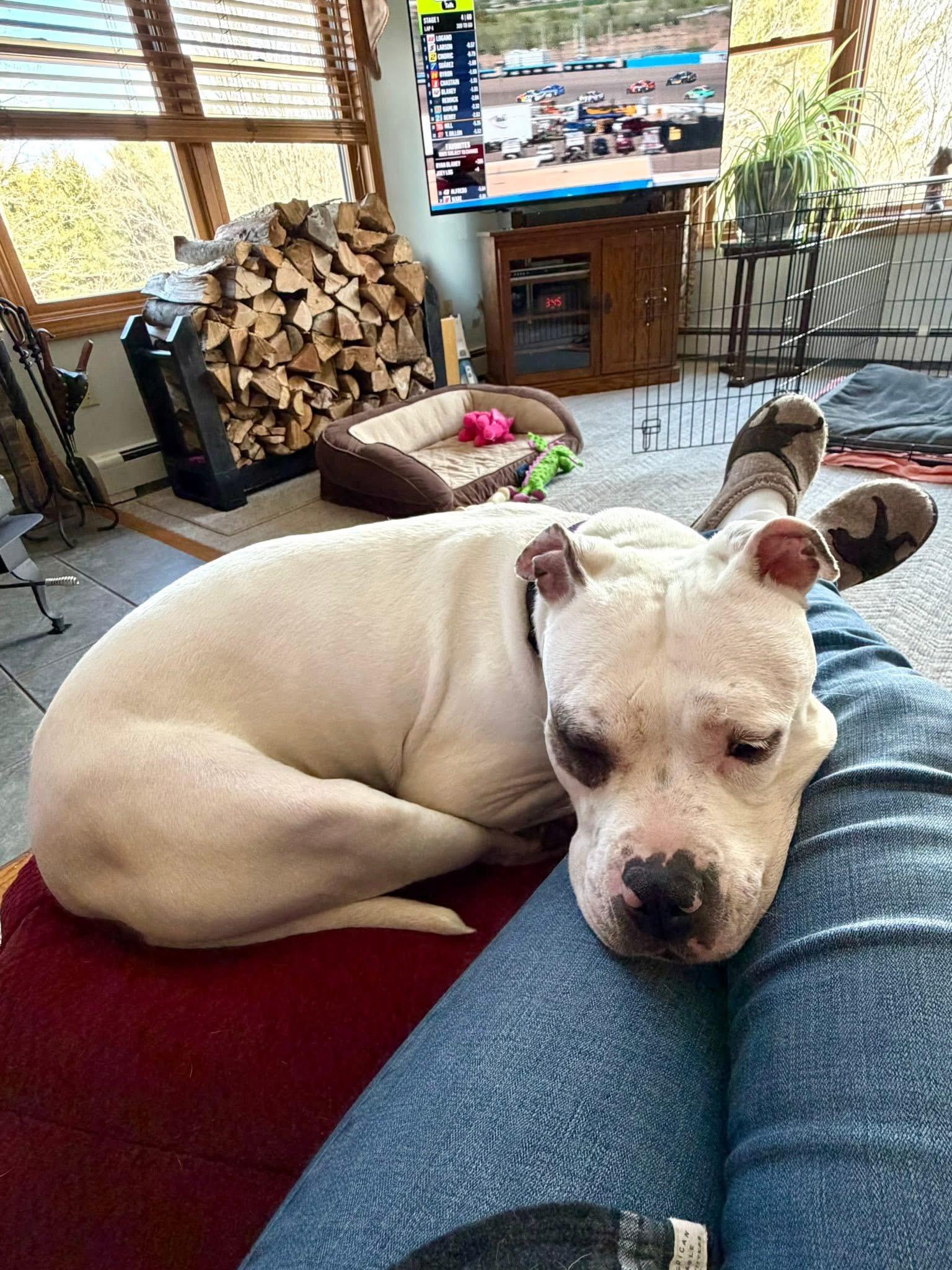Enlarge Luna, an adopted mixed breed in Cohoes, NY image 3/6