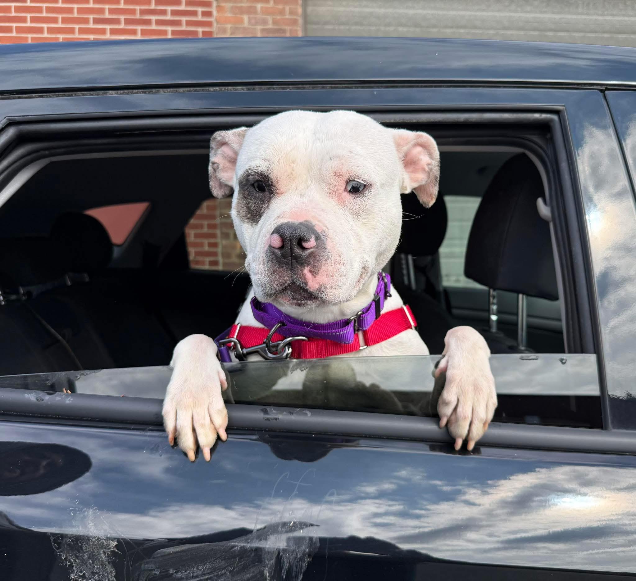 Enlarge Luna, an adopted mixed breed in Cohoes, NY image 2/6