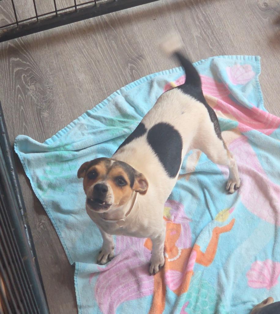 Julie, Adoptable, Young Female Jack Russell Terrier & Chihuahua.