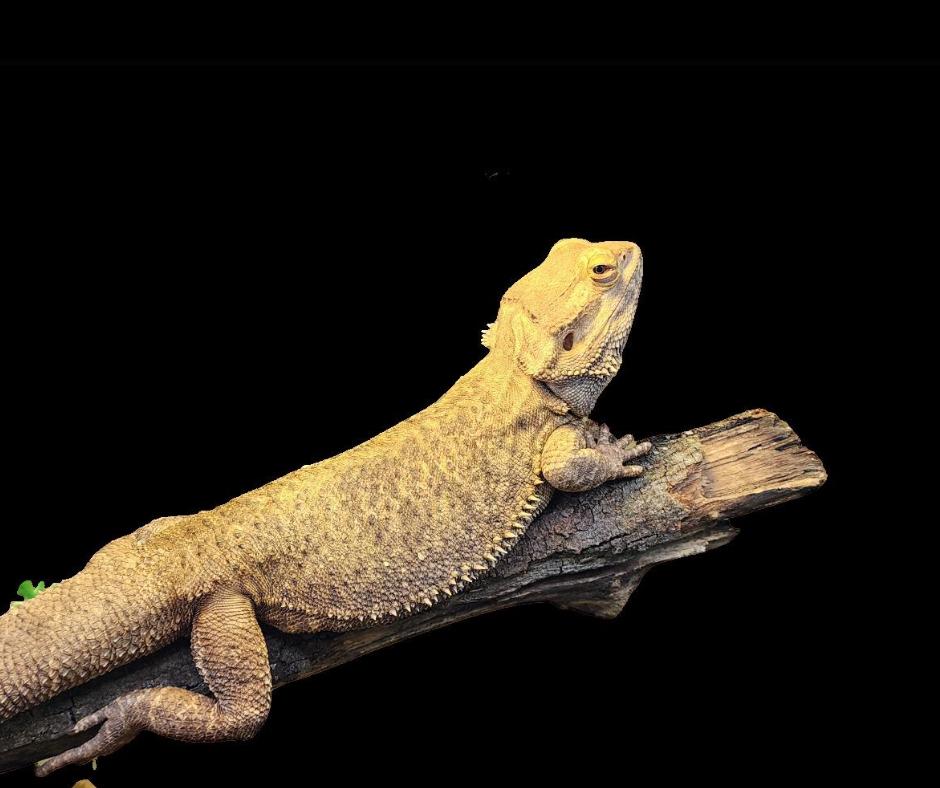 Enlarge Spike, a Adopted Bearded Dragon in London, ON image 1/1