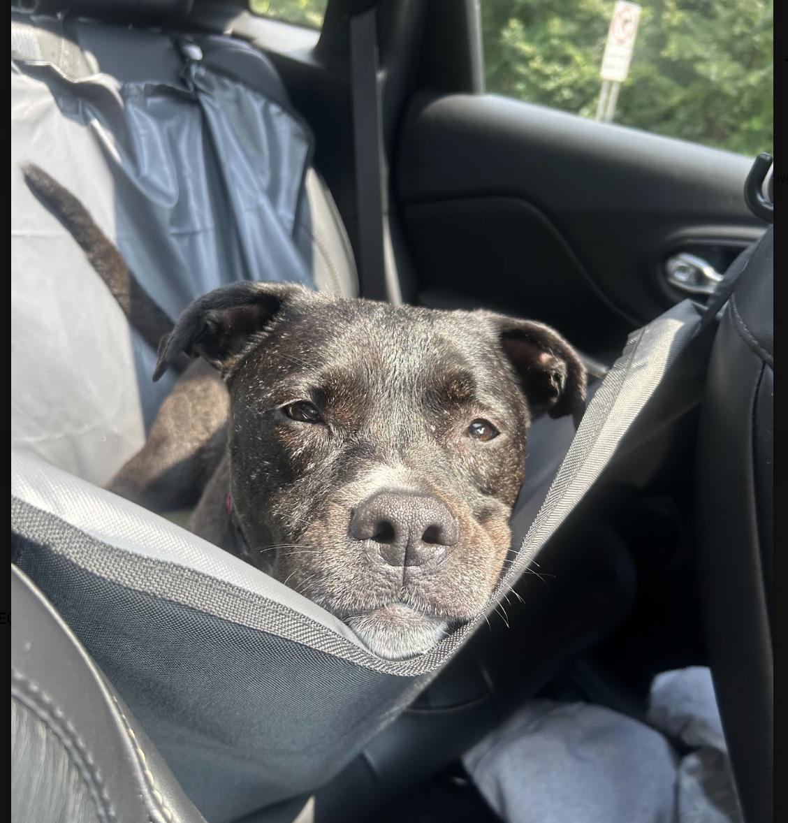 Kodi, a ADOPTABLE mixed breed in Tinton Falls, NJ image 5/6