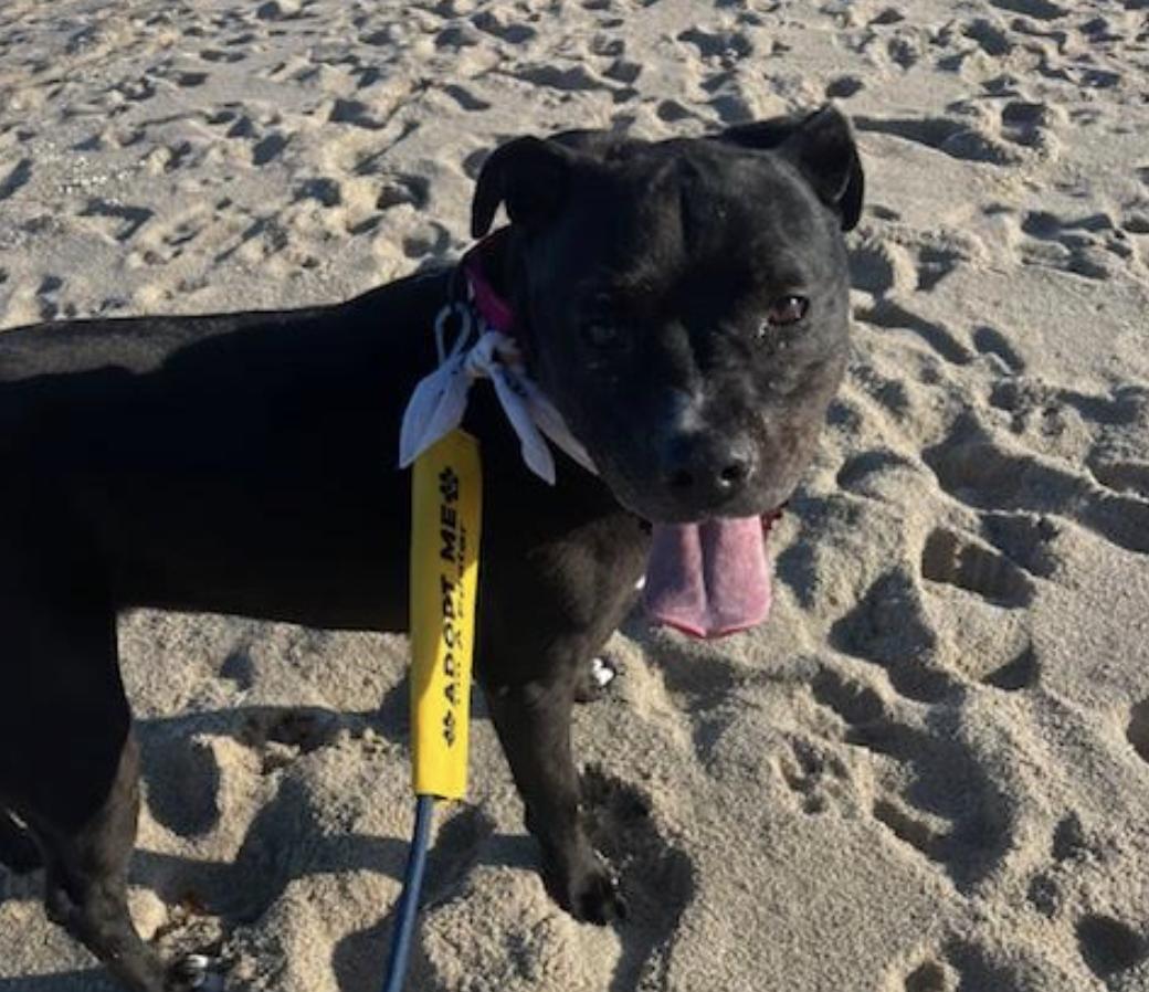 Kodi, a ADOPTABLE mixed breed in Tinton Falls, NJ image 6/6