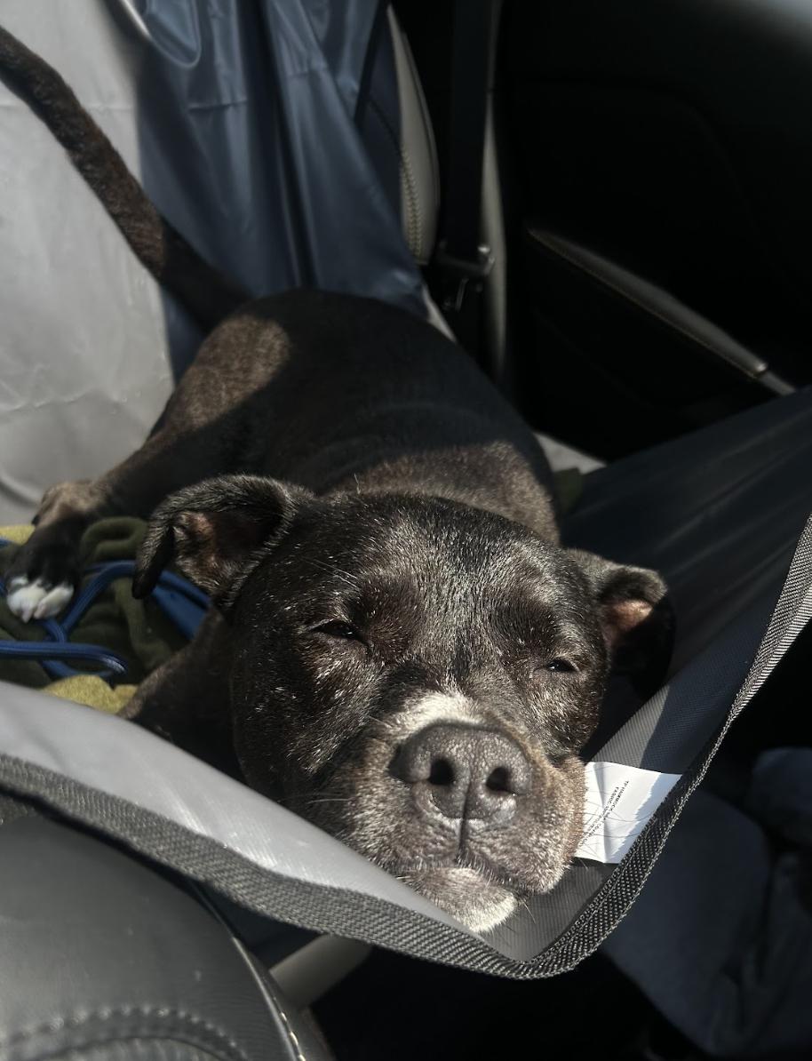 Kodi, a ADOPTABLE mixed breed in Tinton Falls, NJ image 2/6