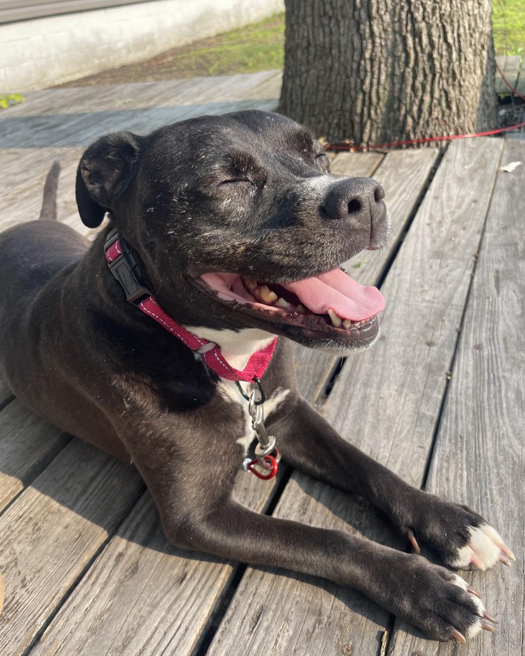 Kodi, ADOPTABLE, Adult Female Pit Bull Terrier & Black Labrador Retriever.