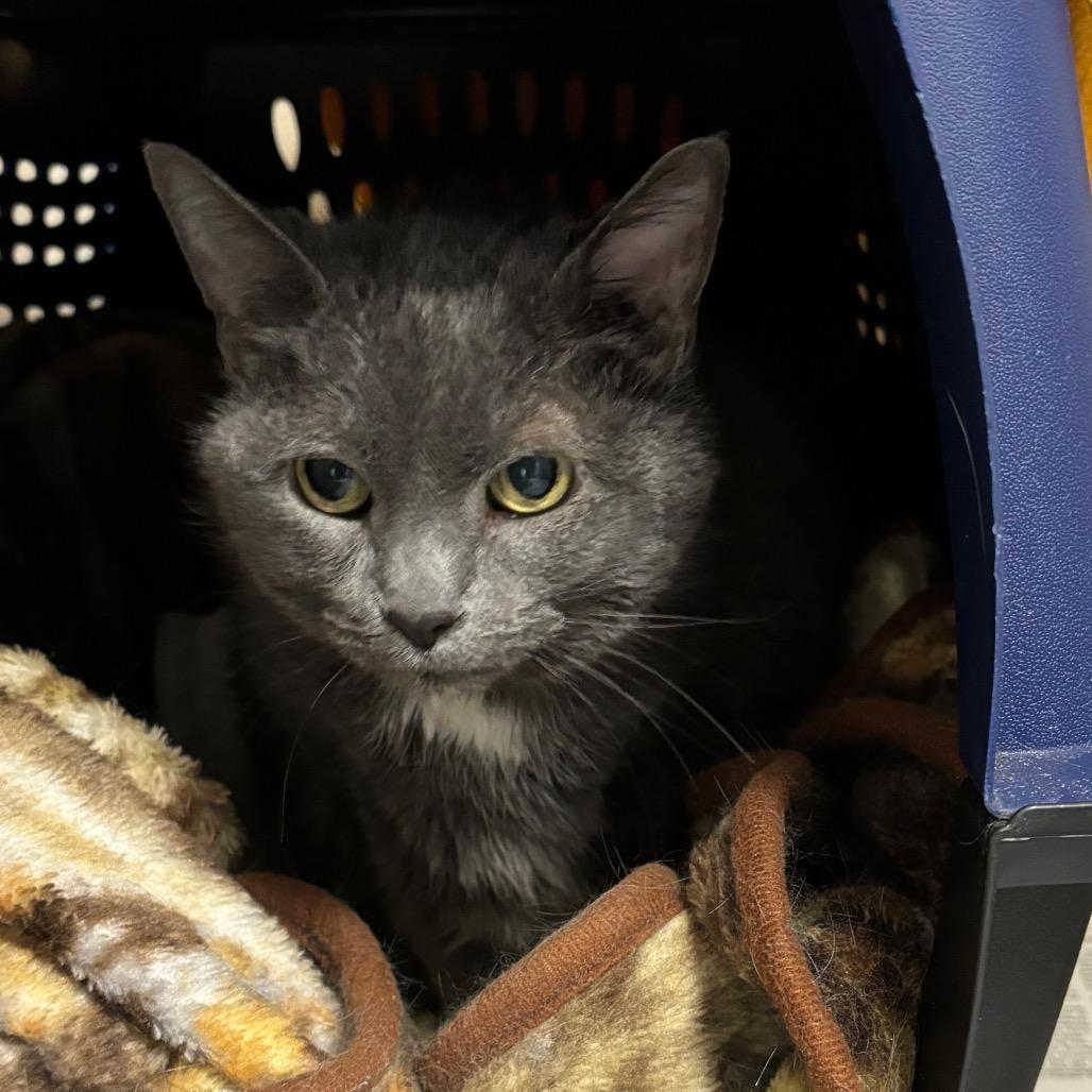 Ivy, Adoptable, Senior Female Domestic Short Hair.