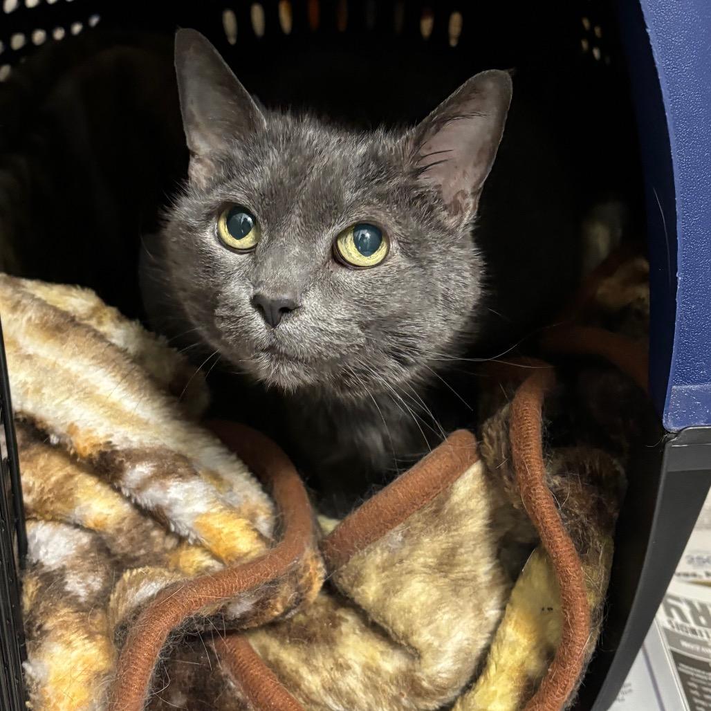 Enlarge Ivy, a Adoptable Domestic Short Hair in DeKalb, IL image 2/2