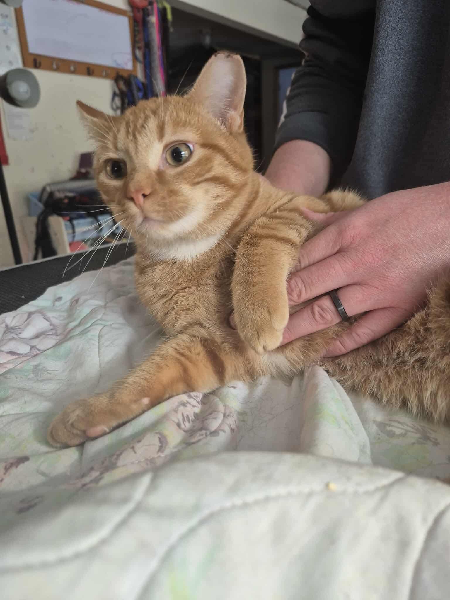 Nemo, adopted, Kitten Male Domestic Short Hair.