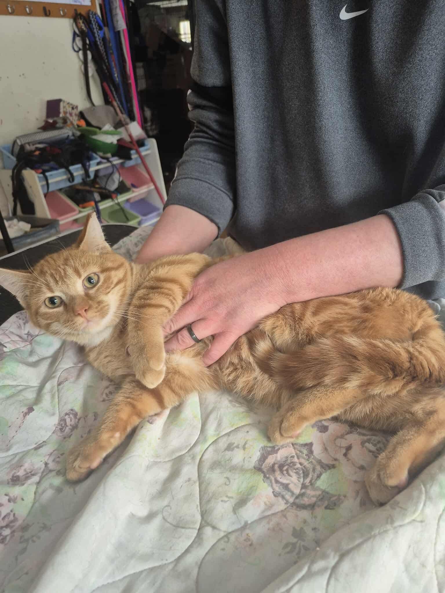 Enlarge Nemo, an adopted Domestic Short Hair in Olean , NY image 2/2