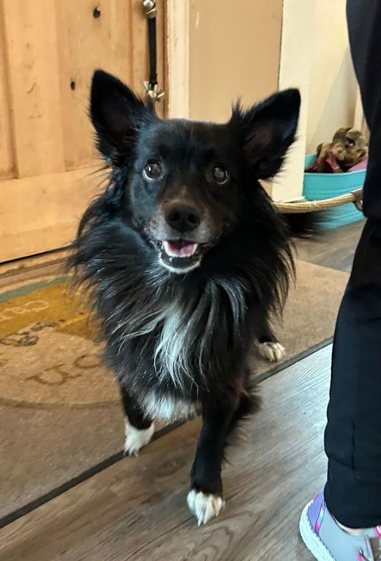 Enlarge Snoopy *Adopt or Foster*, a Adoptable Border Collie in Fairfax, VA image 1/2