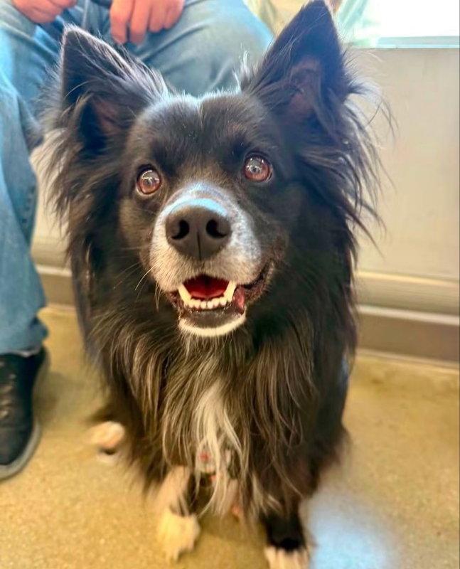Enlarge Snoopy *Adopt or Foster*, a Adoptable Border Collie in Fairfax, VA image 2/3