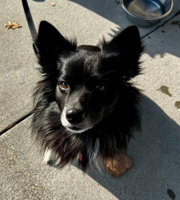 Enlarge Snoopy *Adopt or Foster*, a Adoptable Border Collie in Fairfax, VA image 2/2