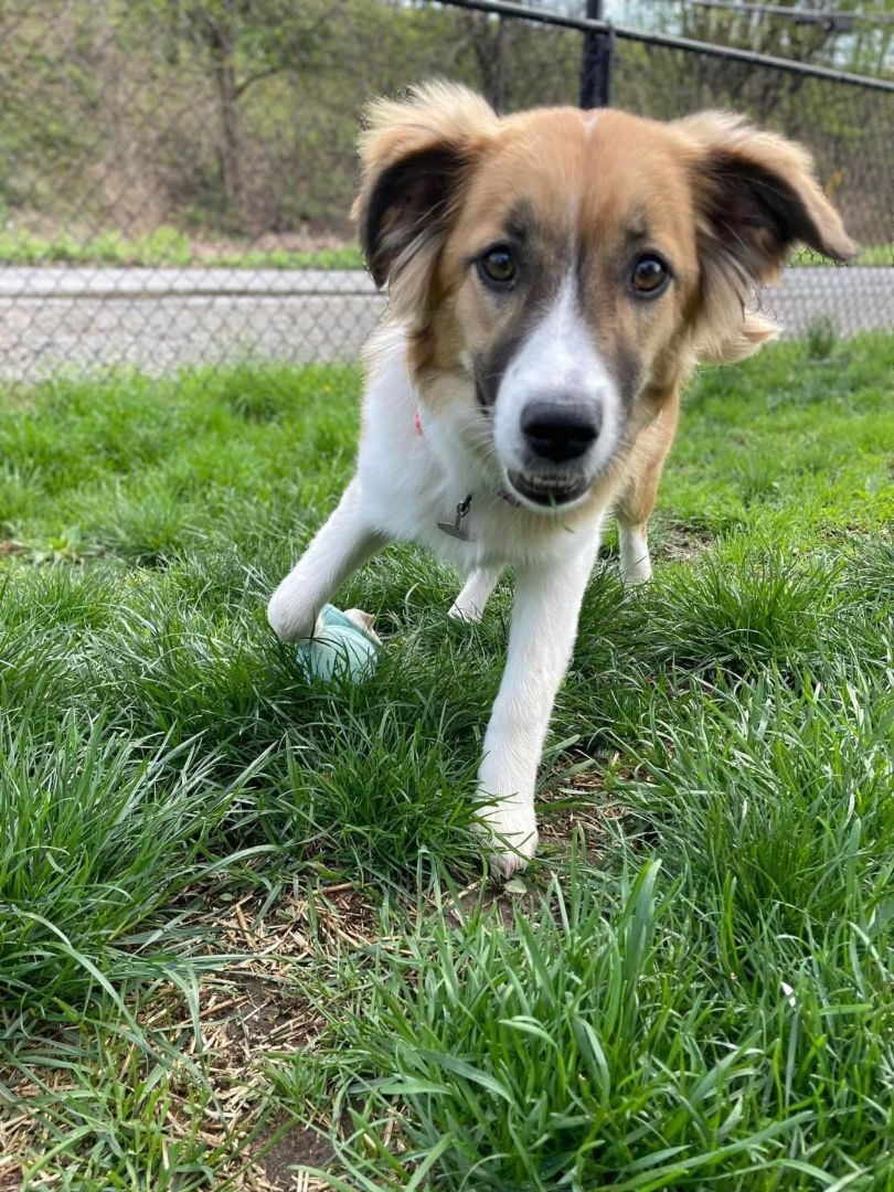 Enlarge Lilly April 2023 (Pending adoption- not accepting applications), a Adopted mixed breed in Goldens Bridge, NY image 1/8