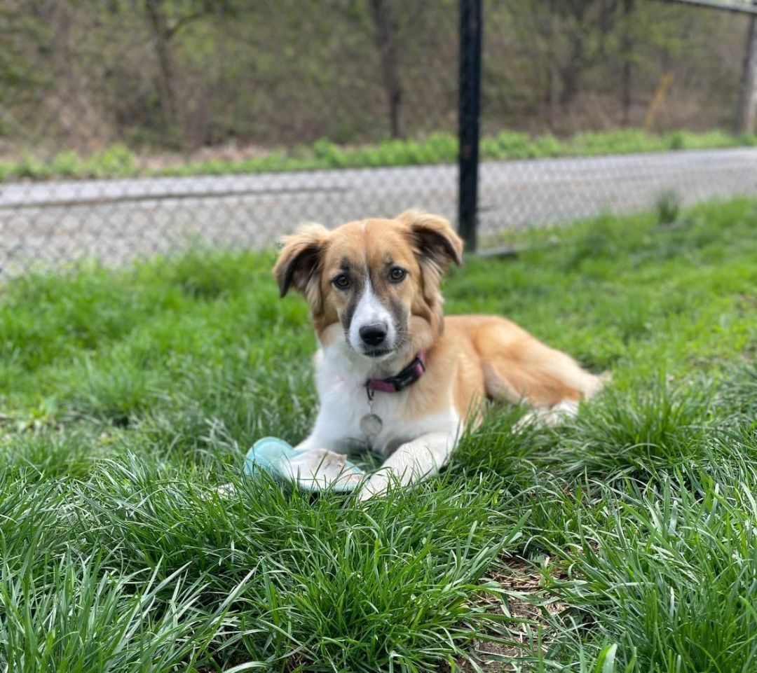 Enlarge Lilly April 2023 (Pending adoption- not accepting applications), a Adopted mixed breed in Goldens Bridge, NY image 2/8