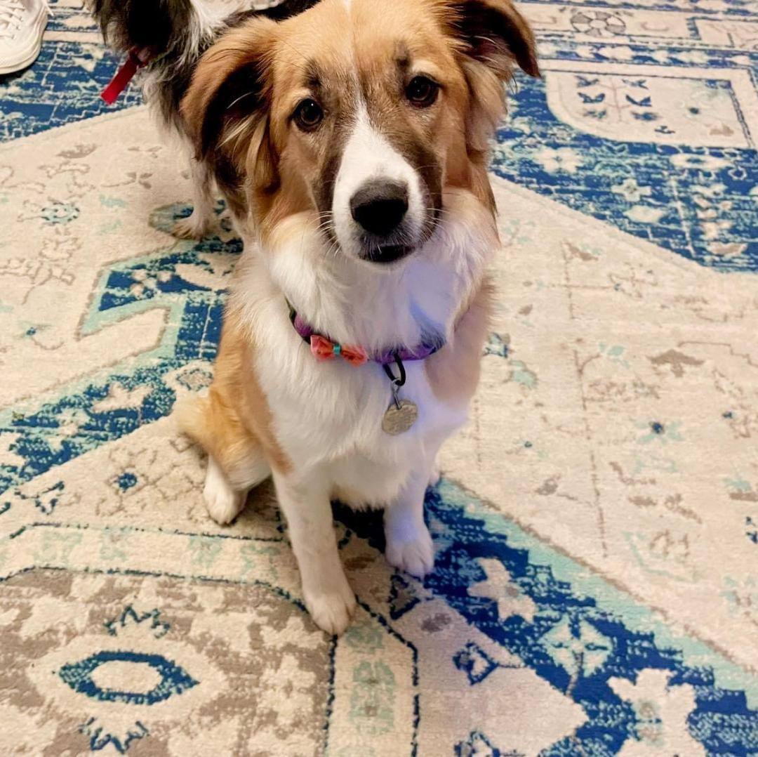 Enlarge Lilly April 2023 (Pending adoption- not accepting applications), a Adopted mixed breed in Goldens Bridge, NY image 3/8