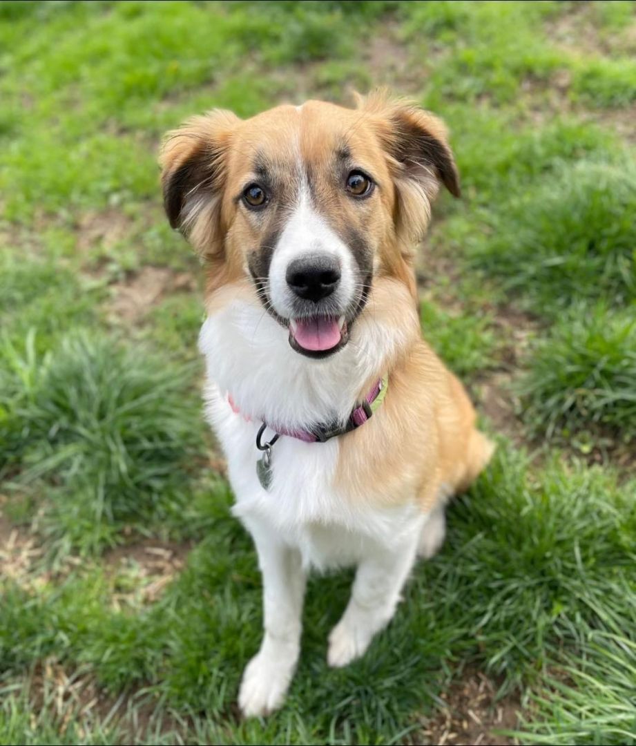 Enlarge Lilly April 2023 (Pending adoption- not accepting applications), a Adopted mixed breed in Goldens Bridge, NY image 4/8